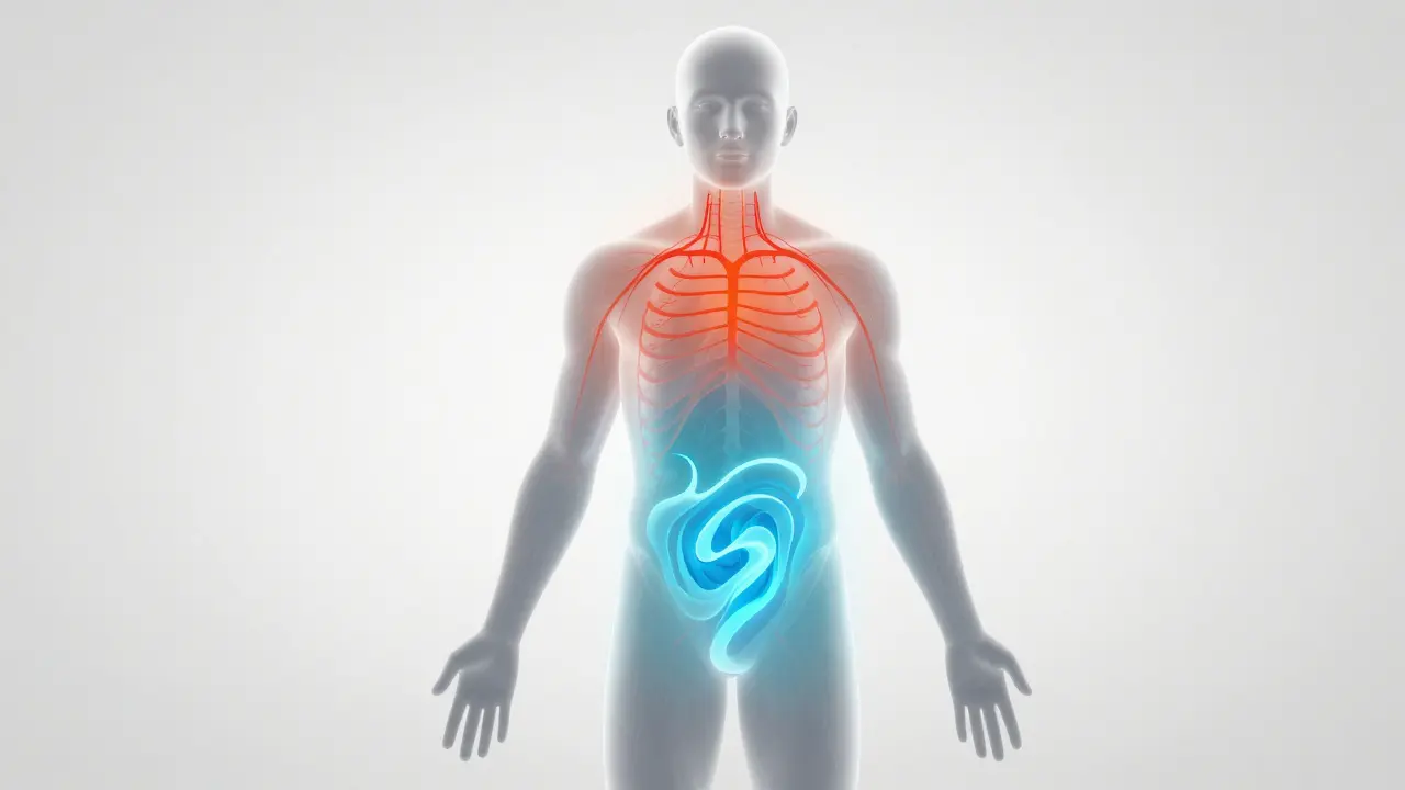 Illustration showing nervous system shifting from stress to calm